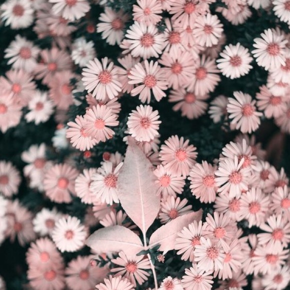 Meet your Posher, Aaliyah - Picture 1 of 1